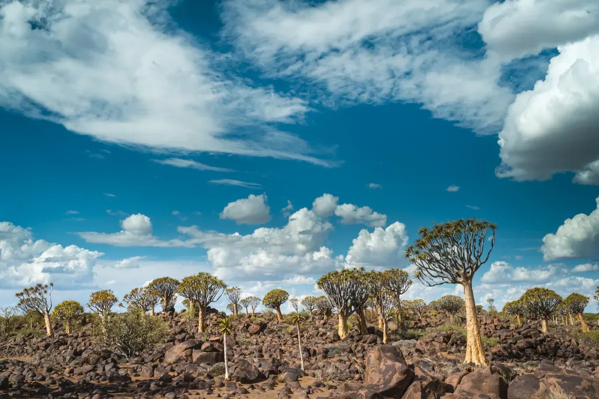 Restoring Vitality to the African Landscape