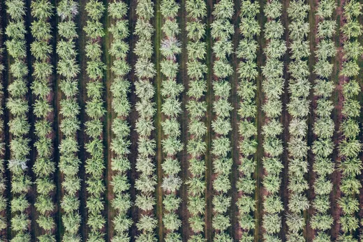 Orchard Change Monitoring
