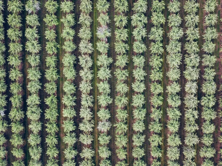 Orchard Change Monitoring